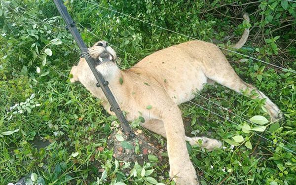Just In: 3 lion Die by Electrocution in Queen Elizabeth park