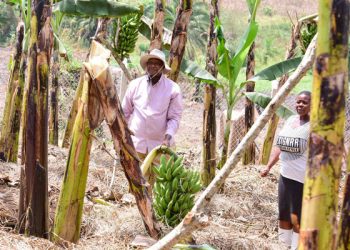 Museveni: If all Banana farmers Start brewing Waragi, Uganda will Officially be Middle income in 3 Years