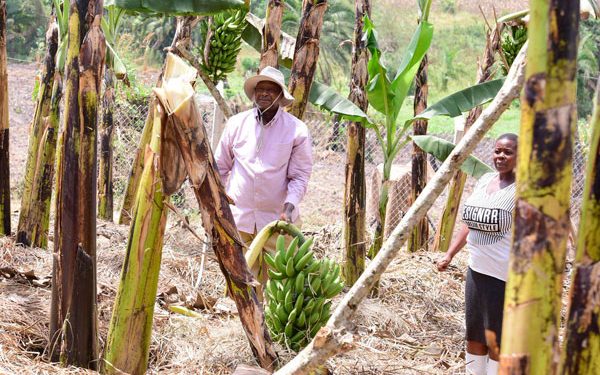 Museveni: If all Banana farmers Start brewing Waragi, Uganda will Officially be Middle income in 3 Years