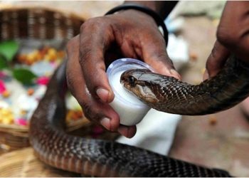 Horrible Confessions: Kampala slay Queens breast Feed snakes, Sleep with Cannibals and Corpses for Money