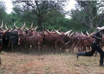 Letter: After talking to Saleh, Museveni postpones Eviction of Balaalo from Northern Uganda