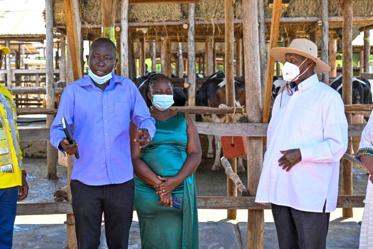 From taxi Driver to Model farmer: How Museveni’s 4-acre Model transformed a Life