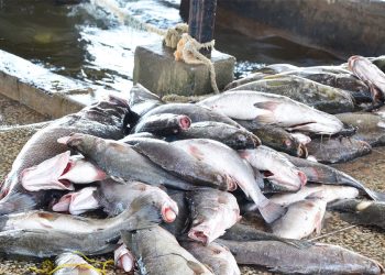 UBOS  teams with Agriculture Ministry to Gather key Data on Fish farms in New Census drive