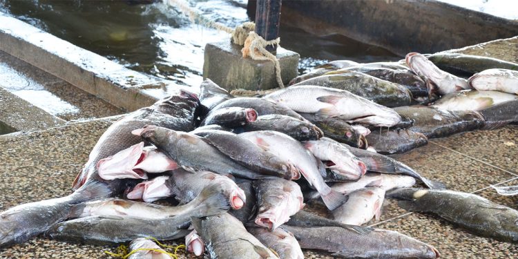 UBOS  teams with Agriculture Ministry to Gather key Data on Fish farms in New Census drive